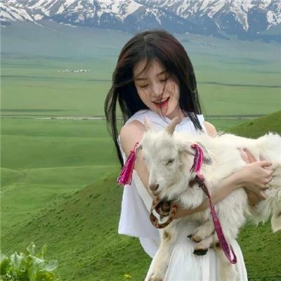 神犬小七第二季
